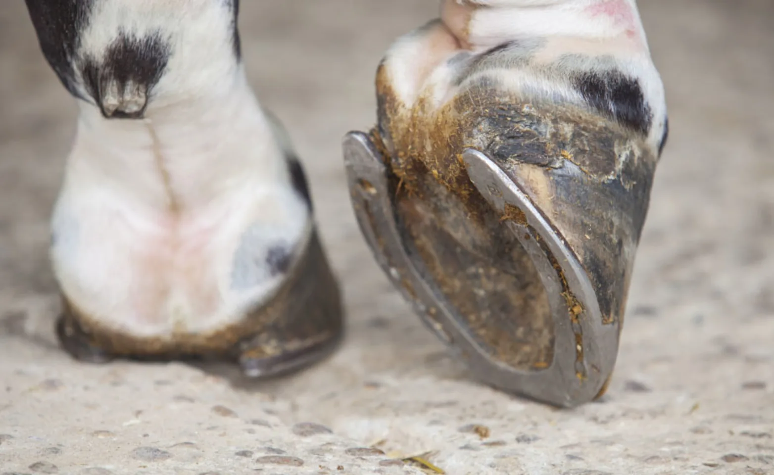 Close up photo of horse hoof with shoe